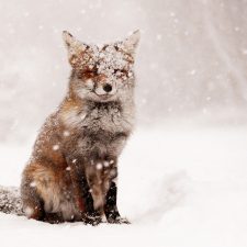 24 de fotografii adorabile cu animale în zăpadă