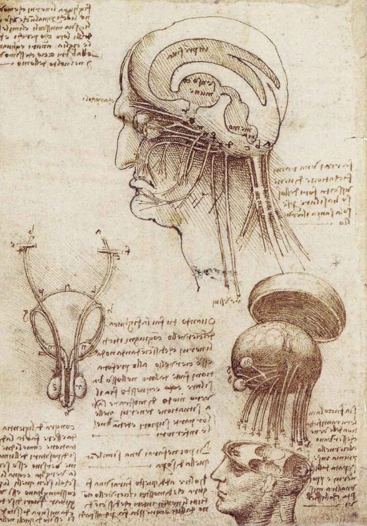 pictor Leonardo da Vinci