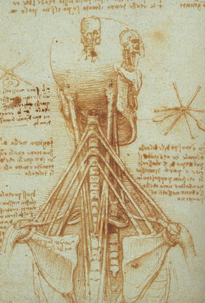 anatomie leonardo da vinci